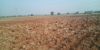 Picture of Agriculture land for sale at Dhone in Kurnool dist-Andhra Pradesh