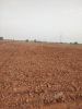 Picture of Agriculture land for sale at Dhone in Kurnool dist-Andhra Pradesh