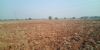 Picture of Agriculture land for sale at Dhone in Kurnool dist-Andhra Pradesh