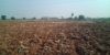 Picture of Agriculture land for sale at Dhone in Kurnool dist-Andhra Pradesh