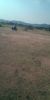 Picture of Agriculture land for sale at Dhone in Kurnool dist-Andhra Pradesh