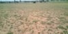 Picture of Agriculture land for sale at Dhone in Kurnool dist-Andhra Pradesh