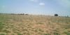 Picture of Agriculture land for sale at Dhone in Kurnool dist-Andhra Pradesh