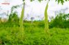 Picture of 300 Acre Integrated *DATES Farming in Telangana .
