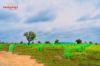 Picture of 300 Acre Integrated *DATES Farming in Telangana .