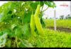 Picture of 300 Acre Integrated *DATES Farming in Telangana .