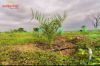 Picture of 300 Acre Integrated *DATES Farming in Telangana .