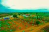 Picture of 300 Acre Integrated *DATES Farming in Telangana .